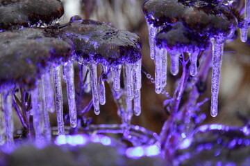 Beautiful magic lilac illuminated icicles on ice covered frozen flowers  close-up after icy rain at winter outdoor