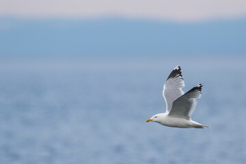Vegameeuw, Vega Gull (Mongolian), Larus vegae mongolicus