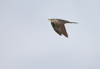 Cuckoo, Koekoek, Cuculus canorus ssp. canorus