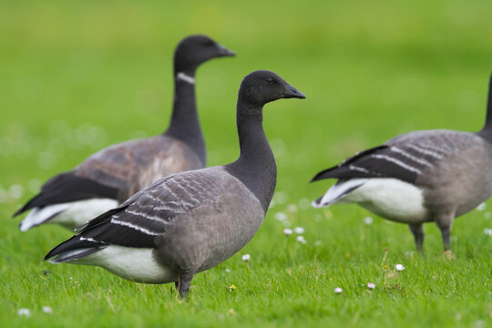Rotgans, Dark-bellied Brent Goose, Branta bernicla bernicla