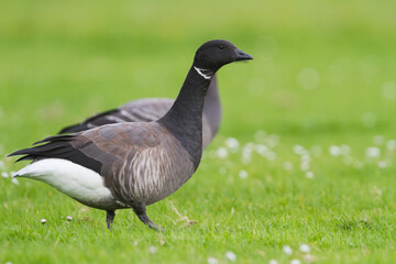 Rotgans, Dark-bellied Brent Goose, Branta bernicla bernicla