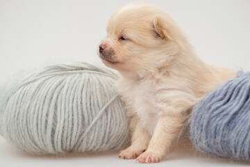 Adorable pomeranian spitz dog puppy laying in a rush basket with natural light. High quality photo