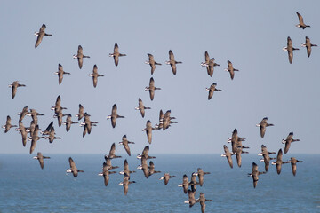 Rotgans, Dark-bellied Brent Goose, Branta bernicla bernicla