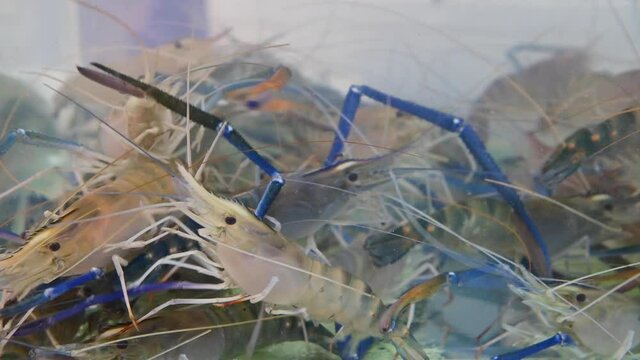 4K Live liver prawn shrimp in tank