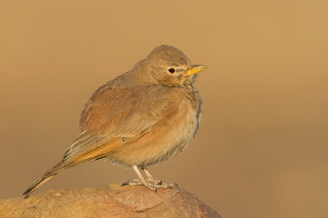 Woestijnleeuwerik, Desert Lark, Ammomanes deserti payni