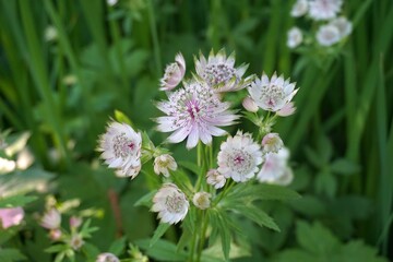Beautiful and delicate Astrantia major flowers close up. Common name Great Masterwort.