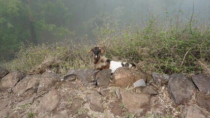 a goat at the start of the hike from Cha de Mato de Corda to Xoxo, on the island Santo Antao, Cabo Verde, in the month of December