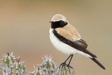 Woestijntapuit, Desert Wheatear, Oenanthe deserti homochroa