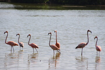 Pink flamingo on the water background