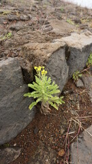 a plant on the hiking trail from Cha de Mato de Corda to Xoxo, on the island Santo Antao, Cabo Verde, in the month of December