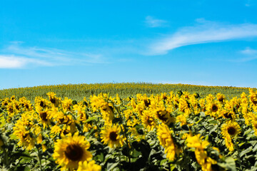 field of blooming sunflowers on the mountain with cloudy blue sky