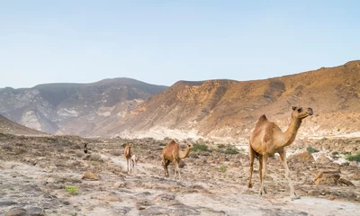 Deurstickers Dromedary at Al Mughsayl, Oman © AGAMI