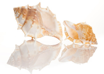 Two sea shells