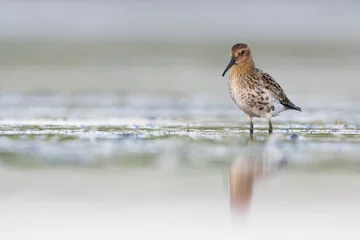 Fensteraufkleber Bonte Strandloper, Dunlin, Calidris alpina © AGAMI