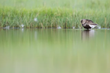 Fotobehang Bonte Strandloper, Dunlin, Calidris alpina © AGAMI