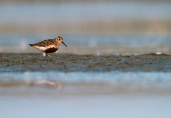 Bonte Strandloper, Dunlin, Calidris alpina