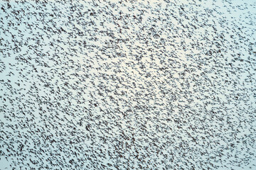 Bonte Strandloper, Dunlin, Calidris alpina