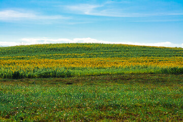  field of blooming sunflowers on the mountain with cloudy blue sky