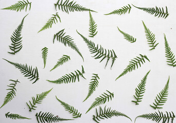 Tranlucent fern leaf isolated on white background