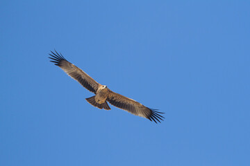 Eastern Imperial Eagle; Aquila heliaca