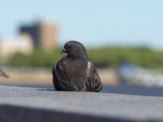 A dove near the Delaware river in Philadelphia.
