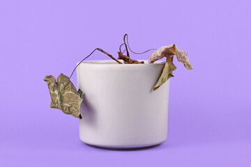 Small neglected dying house plant with hanging dry leaves in gray flower pot on purple background
