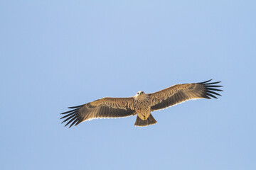 Eastern Imperial Eagle; Aquila heliaca