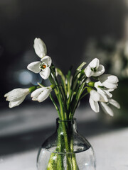 First spring flowers: white snowdrops. Stand in your little glass. White snowdrops, rare flowers are listed in the Red Book. Spring rays of the sun. Small flowers. Spring mood.