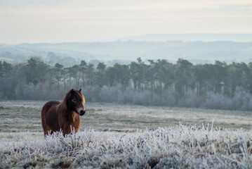 A beautiful Wild Exmoor pony standing among the frosty and snowy brush of Exmoor National Park at...