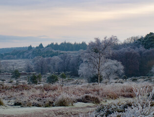 Stunning foggy and frosty sunrise landscape at Haddon Hill, Exmoor national park, Devon, UK