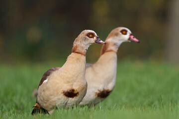 Nijlgans, Egyptian Goose, Alopochen aegyptiaca