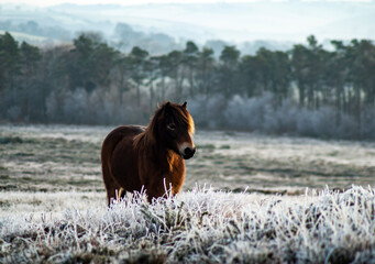 A beautiful Wild Exmoor pony standing among the frosty and snowy brush of Exmoor National Park at...