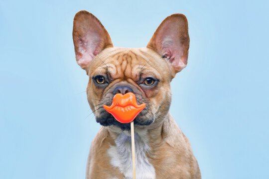 Red fawn French Bulldog dog with orange kiss lips photo prop in front of mouth on blue background