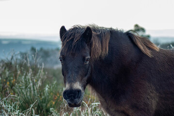 A beautiful Wild Exmoor pony standing among the frosty and snowy brush of Exmoor National Park at...