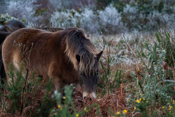 A beautiful Wild Exmoor pony standing among the frosty and snowy brush of Exmoor National Park at Haddon Hill, Devon, UK