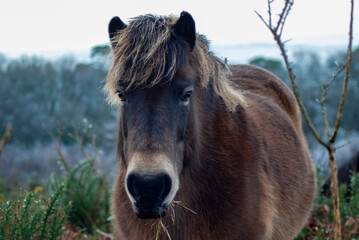 A beautiful Wild Exmoor pony standing among the frosty and snowy brush of Exmoor National Park at Haddon Hill, Devon, UK