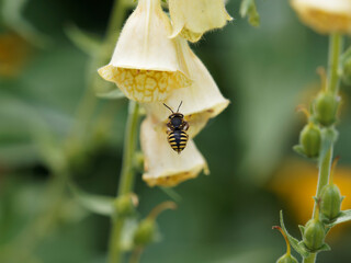 Anthidium manicatum | Anthidie femelle ou abeille cotonnière. Petite abeille noire et jaune...