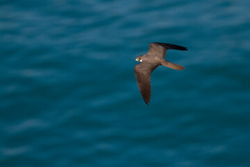 Eleonora's Falcon, Eleonora's Valk, Falco eleonorae