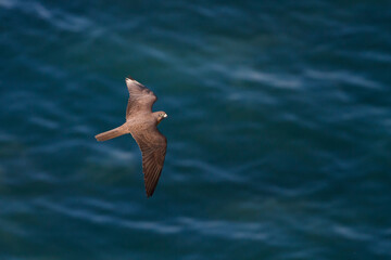 Eleonora's Falcon, Eleonora's Valk, Falco eleonorae