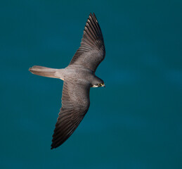 Eleonora's Valk, Eleonora's Falcon, Falco eleonorae