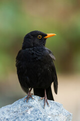 Fototapeta premium Merel, Eurasian Blackbird, Turdus merula