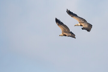 Eurasian Griffon Vulture - Gänsegeier - Gyps fulvus ssp. fulvus, Spain, adult