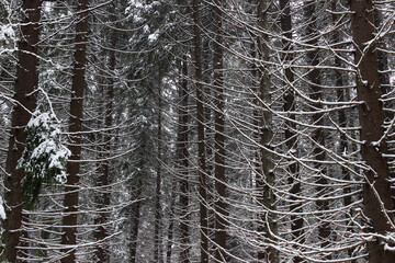 snow covered trees