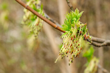 Seeds in hanging earrings of maple tree blooming flower and fresh new greenery in spring