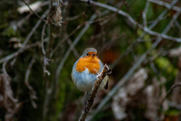 Close up of a red breasted European Robin in the woods in the english countryside