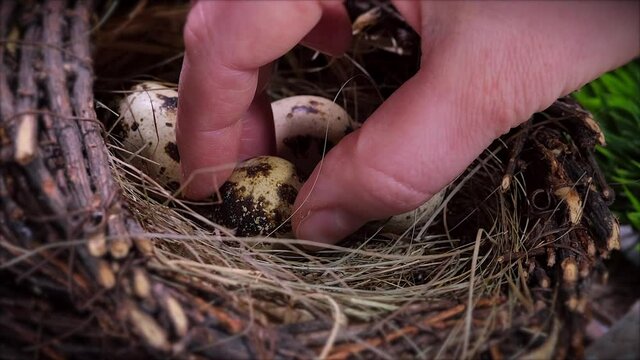 Woman takes quail eggs from the nest.