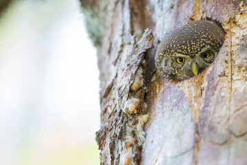 Obraz premium Dwerguil, Eurasian Pygmy Owl, Glaucidium passerinum