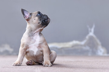Young lilac fawn colored French Bulldog dog puppy with looking up in front of gray background