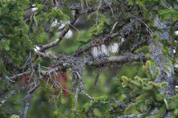 Dwerguil, Eurasian Pygmy Owl, Glaucidium passerinum