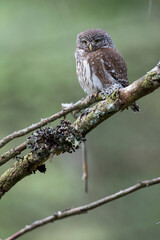 Dwerguil, Eurasian Pygmy Owl, Glaucidium passerinum